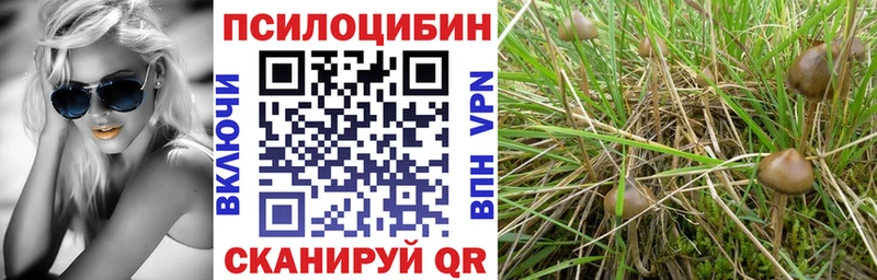 как найти наркотики Балей Галлюциногенные грибы Psilocybine cubensis